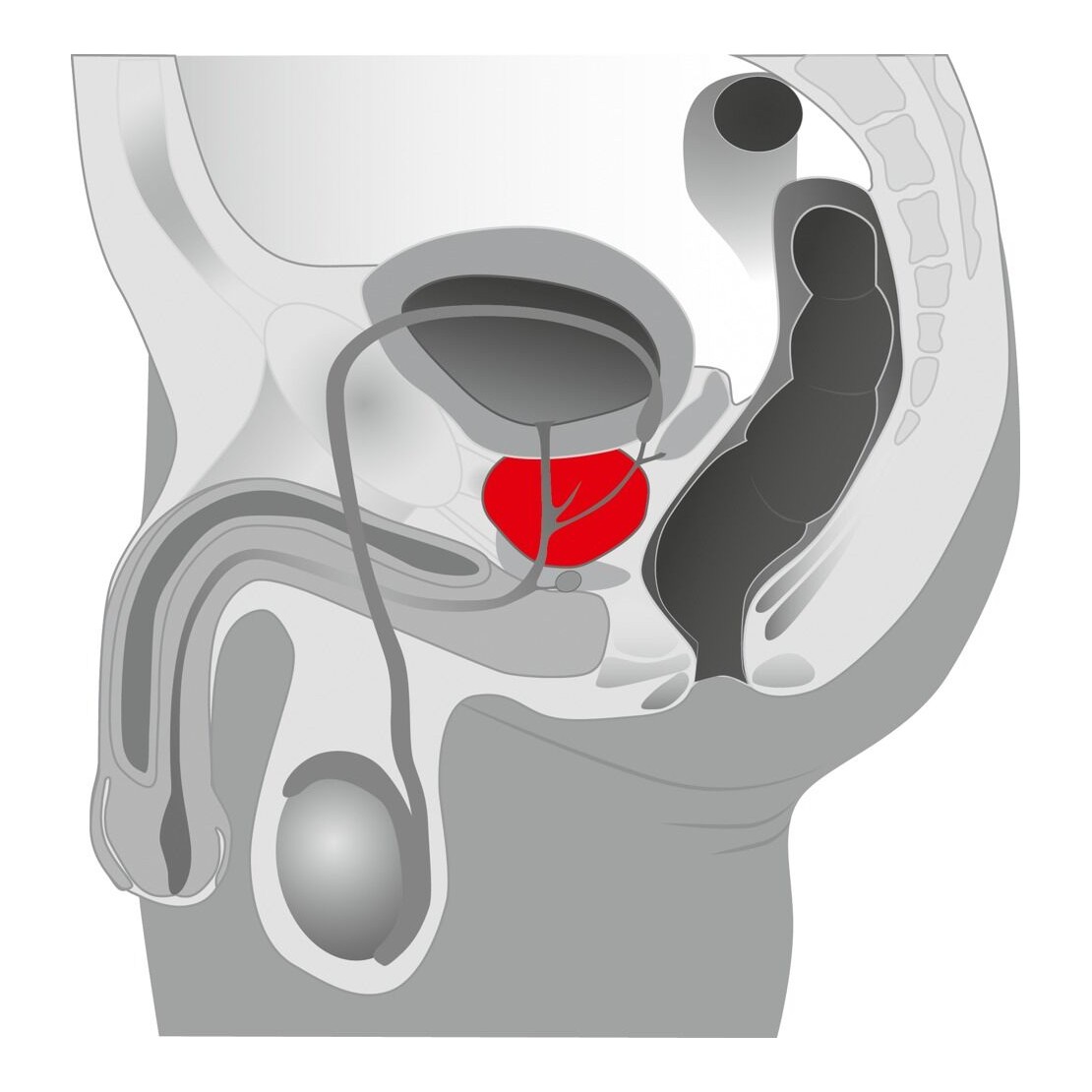 STIMOLATORE PROSTATICO TWISTER